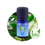 cajeput-melaleuca-leucadendron-organico-oshadhi-oleo-essencial
