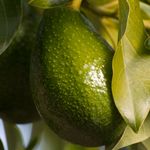 Abacate_planta