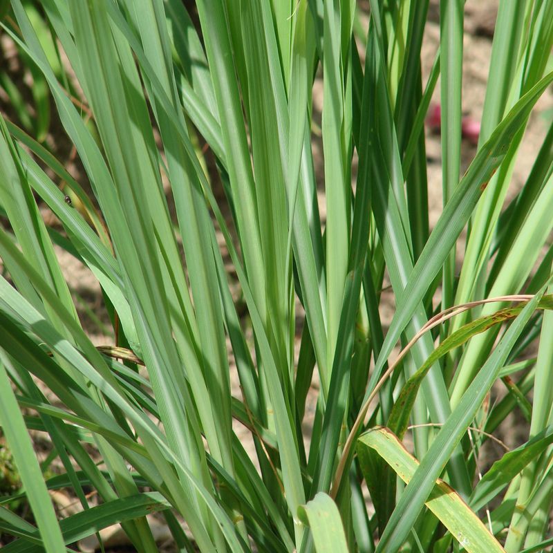 planta-capim-limao