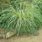planta-capim-limao2