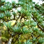 Cedar-Atlas-needles