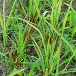Citronella--cymbopogon nardus-