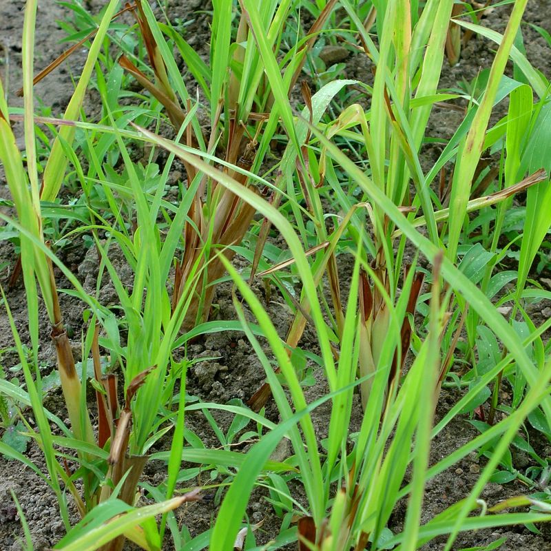 Citronella--cymbopogon nardus-