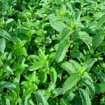 Kopie-von-Peppermint