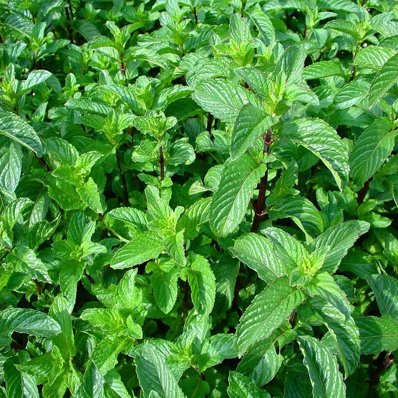 Kopie-von-Peppermint