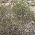 jojoba