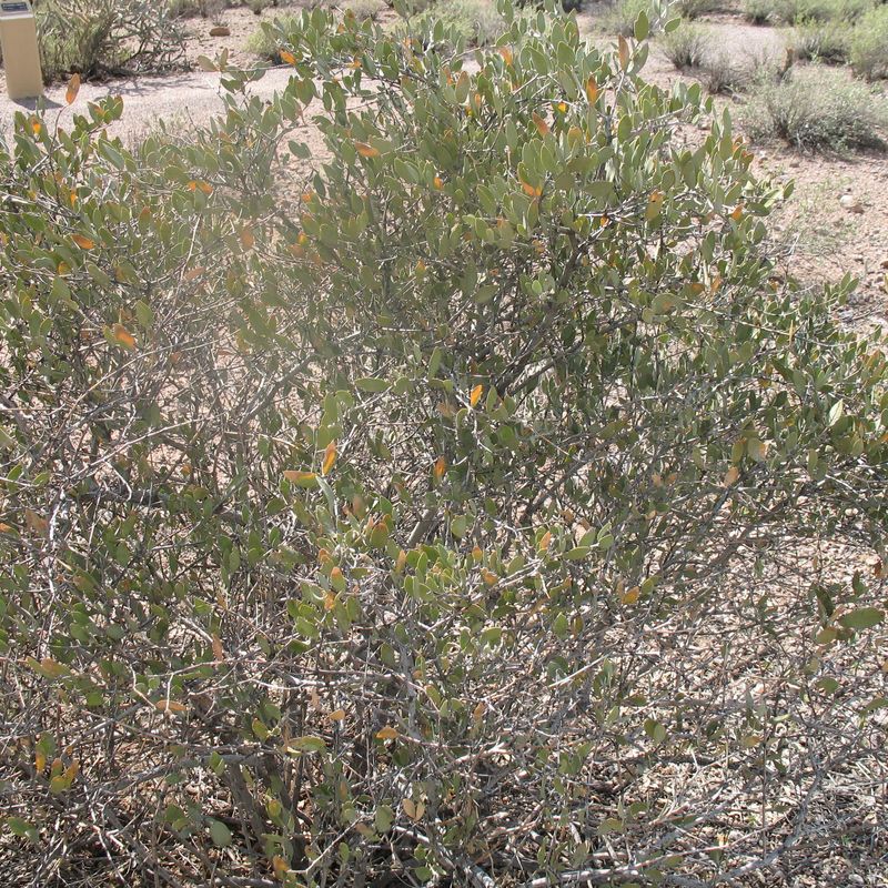jojoba