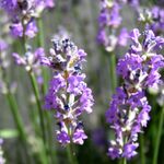 Lavender-garden1