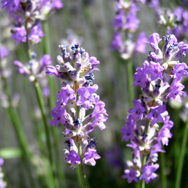 Lavender-garden1