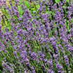 Lavender-garden