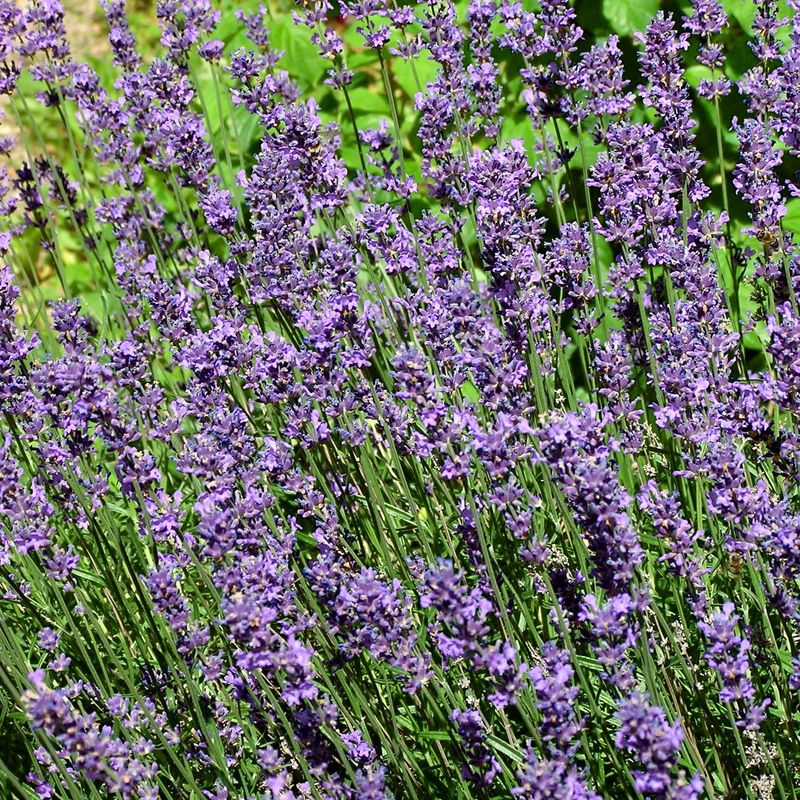 Lavender-garden