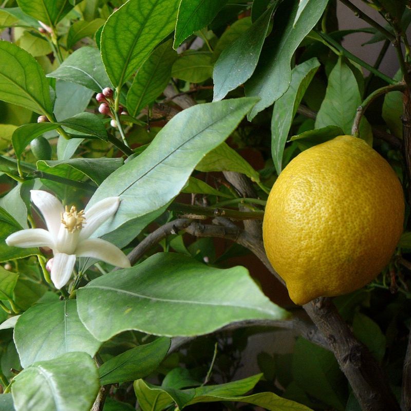 planta-limao-siciliano