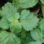 planta-patchouli