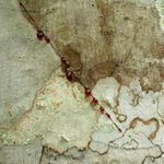 sangue-de-dragao-arvore
