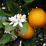laranja-doce